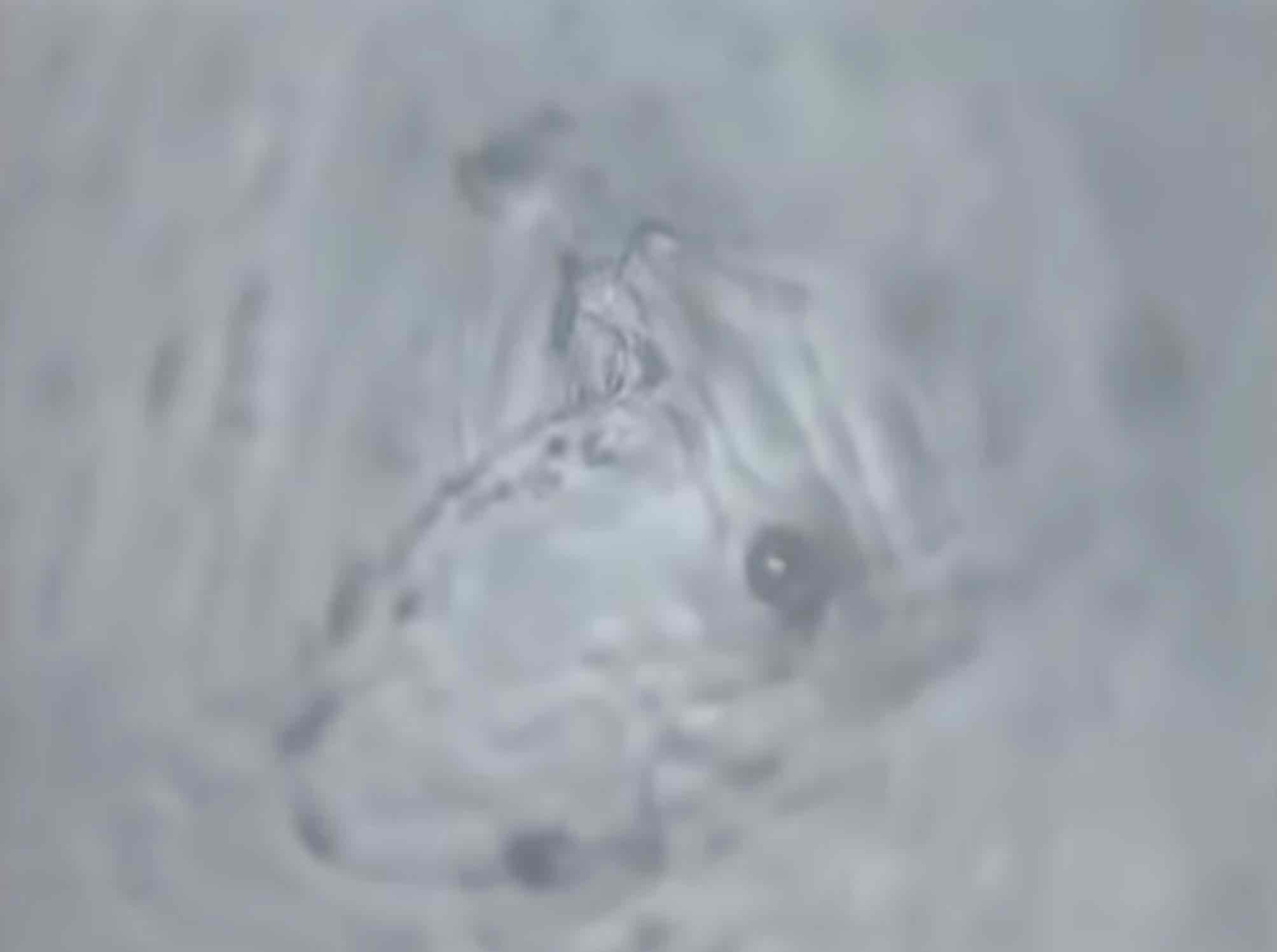 agua-grifo-de-tokio